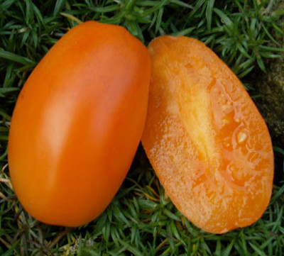 650_vv.jpg