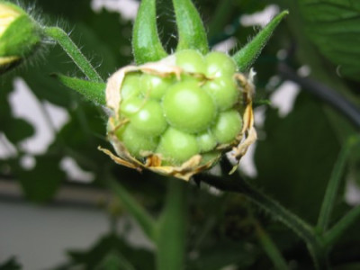 Reisetomate.JPG