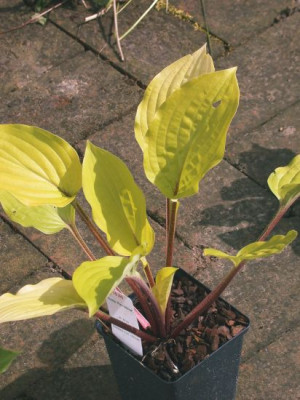 Hosta_Fire_Island_2002.jpg