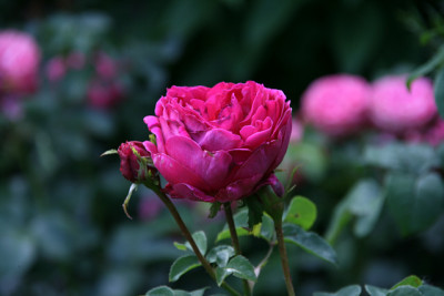 Rose_Othello0711a.jpg