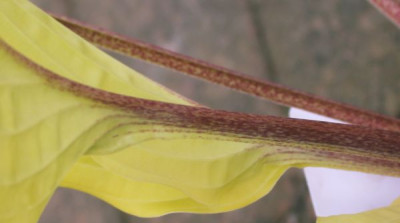 Hosta_Fire_Island_3002.jpg