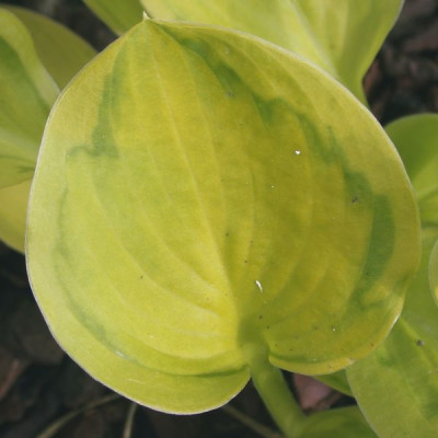 Hosta_Tattoo_1002.jpg