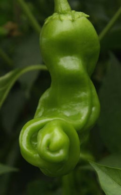 P106_e_Peters_Pepper.jpg