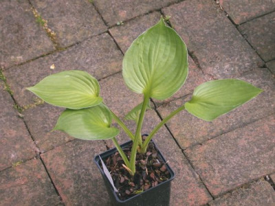 Hosta_Second_Wind_002.jpg