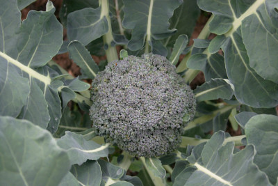 Brokoli25.Juni201003b.jpg