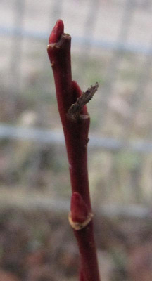 salix_melanostachys_gracilistyla_121229.jpg