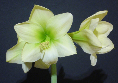 Hippeastrum_Kolibri__12-2012_1200x1200_80KB.jpg