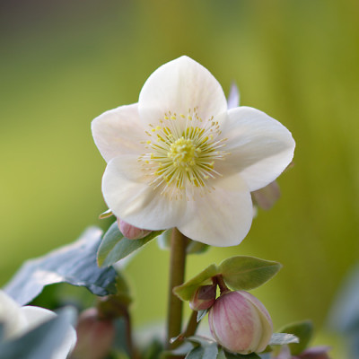 H-ericsmithii-Dez2812.jpg