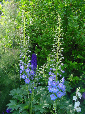 delphinium_juni_05_16.jpg