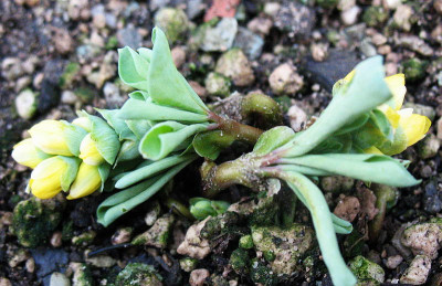 Gymnospermium_altaicum_.._29.12.12._001.jpg