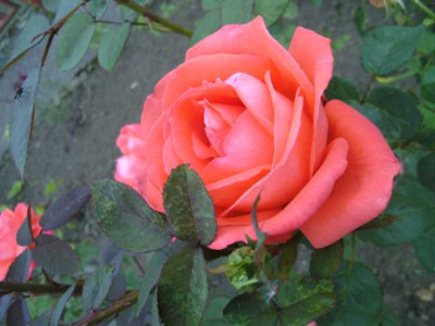 K640_BILD3829.JPG