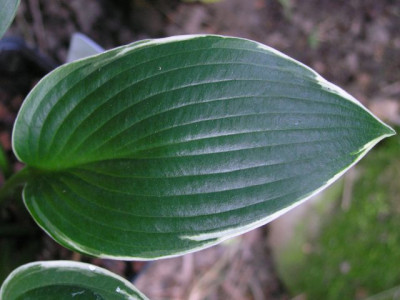 Hosta_Silver_Shadow_180605.jpg