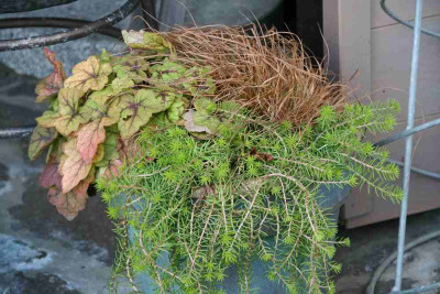 Sedum4812.jpg