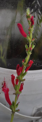 Ananassalbei_12__5162.jpg