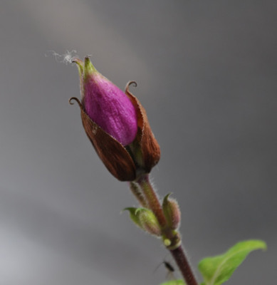 Salvia_involucrata_Bethelli_12__5164.jpg