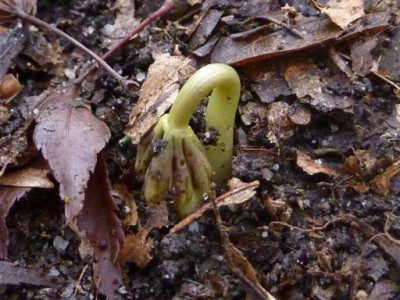 Eranthis_stellata_31.12.2013.jpg