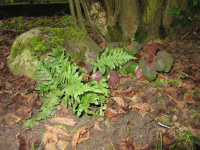 Tupfelfarn_Garten_1024x768.jpg
