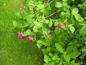 Aimable_Rouge_Knospen_Kopie.jpg