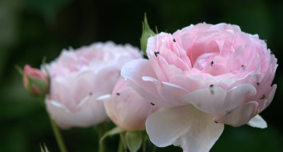 2012-06-24_Scepterd_Isle_k.jpg