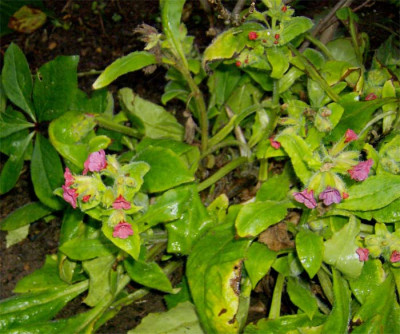 lungenkraut-rot-030113.jpg