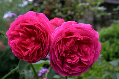 Rose_Othello0107b.jpg
