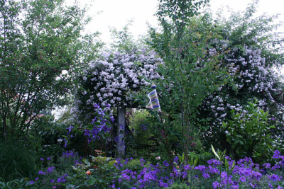 Rose_Paul_Himmalaya_Musk0111b.jpg