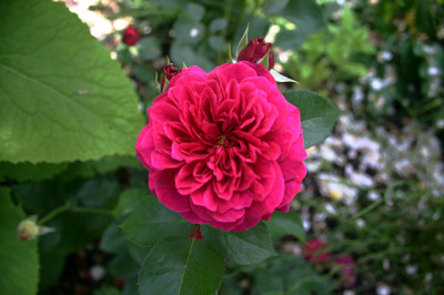 Rose_Portmerian0308a.jpg