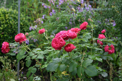 Rose_Red_Leonardo_da_Vinci0609b.jpg
