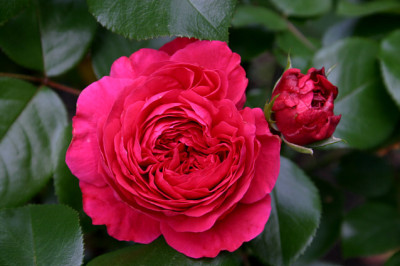 Rose_Red_Leonardo_da_Vinci0507c.jpg