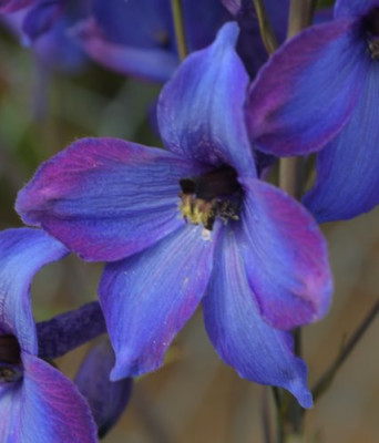 delphinium_finsteraarhorn_2058.jpg