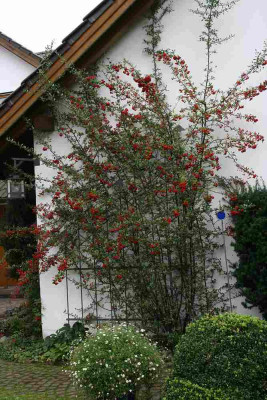 Feuerdorn0312.jpg
