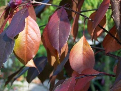 Malus_purpurea_Royalty_3.jpg