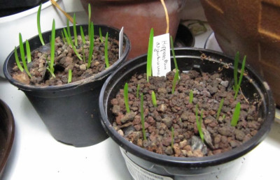 Hippeatrum_argentinum_130105.jpg