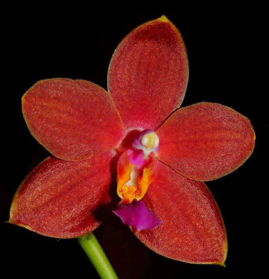 Phal._I-Hsin_Salmon.jpg