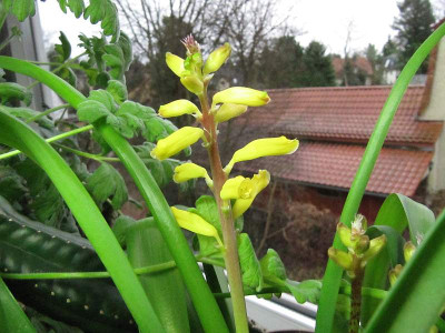 lachenalia_130105.jpg