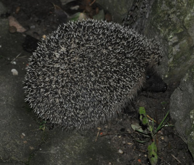 Igel_13__5221.jpg