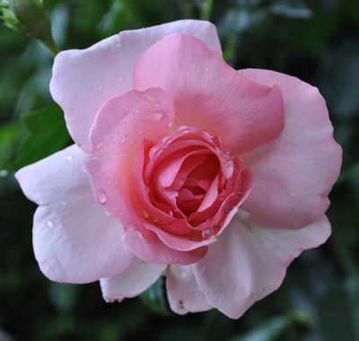 Sorbet_102__9709.jpg