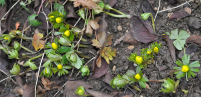 Winterlinge_13__5264.jpg