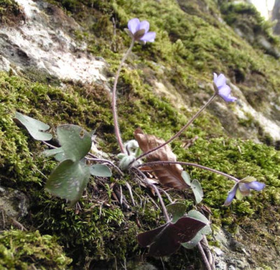hepatica_fels.jpg