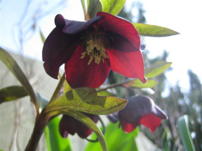1helleborus_23.3.2010_004_1_Klein.jpg