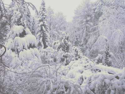 Schnee_am_Morgen.jpg