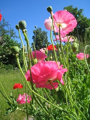 Seidenmohn.jpg