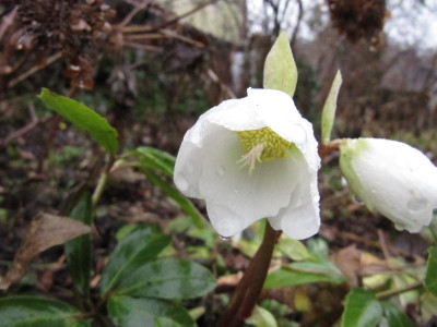 helleborus_niger_130108.jpg