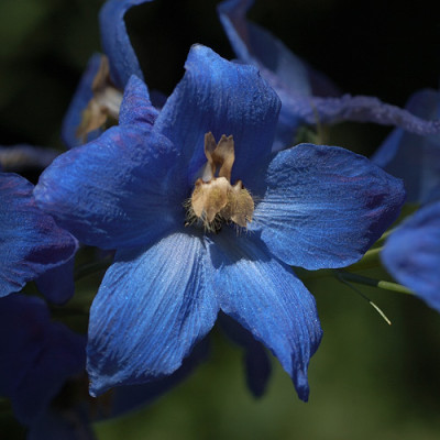 so_blau_12189.jpg