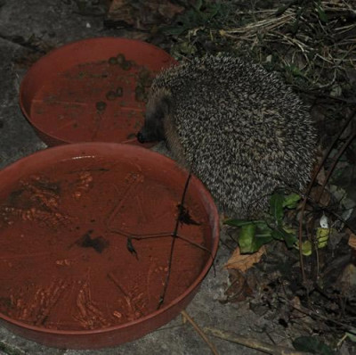 Igel_13__5277.jpg