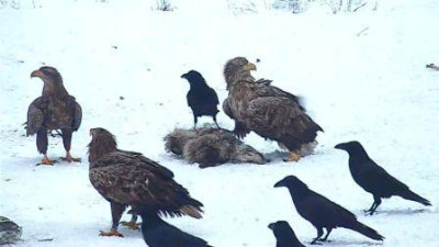 Kopie_von_Seeadler.jpg