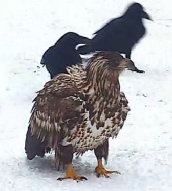 Kopie_von_einzelner_Seeadler.jpg