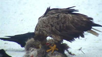 Kaninchen_u._Seeadler.jpg