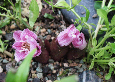 Helleborus_thibetanus_..__8.1.13._004.jpg