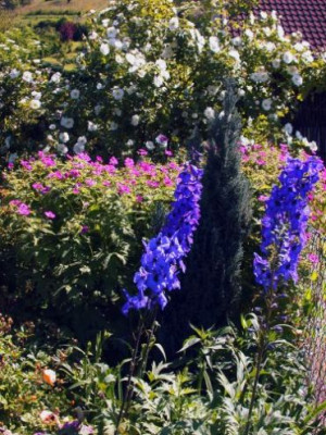 Delphinium_Grunberg_2003.jpg
